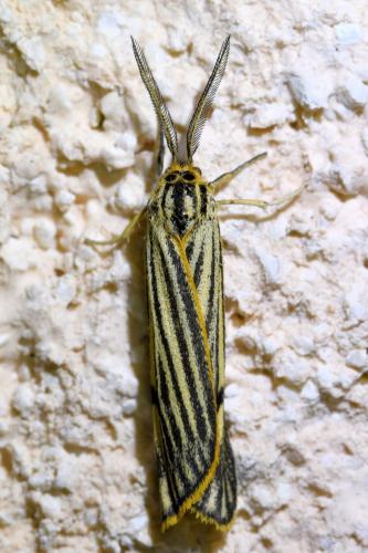 Réf. 327 383 : Coscinia striata
